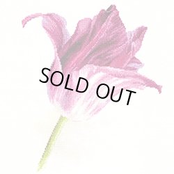 画像1: クロスステッチキット ライラック色のチューリップ (Alisa АЛИСА アリサ 2-44)