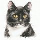 クロスステッチキット 黒猫 (Alisa АЛИСА アリサ 1-37)